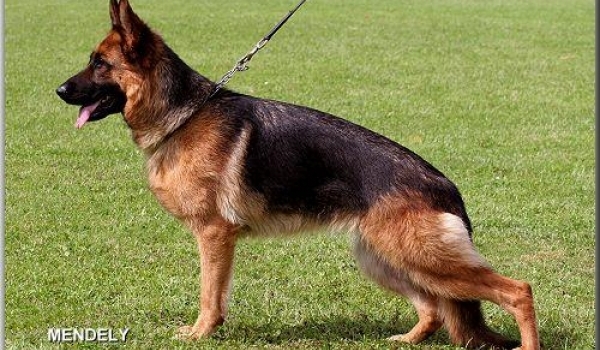 Jassy von der Liebeswarte