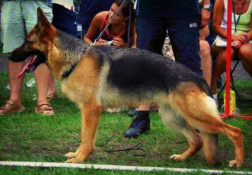 Quanda z Peletonu Skorpiona