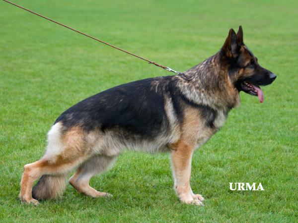 Arex vom Herbramer-Wald