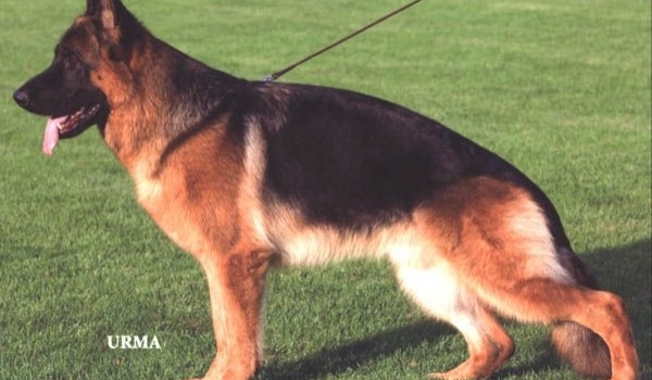 Bravos vom Steffen Haus