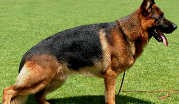 Ando vom Altenberger Land