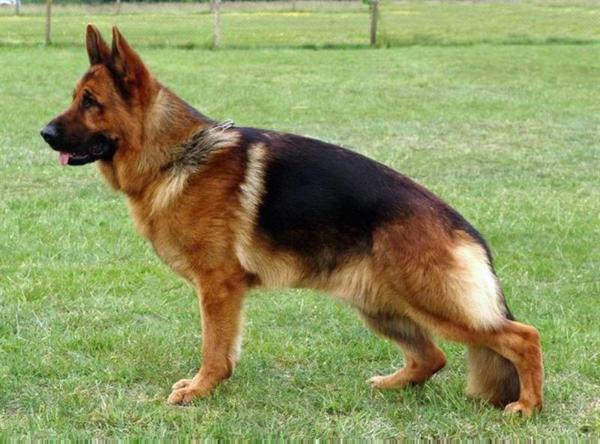 Joker vom Eichenplatz