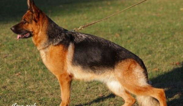 Jalmari vom Huhnegrab