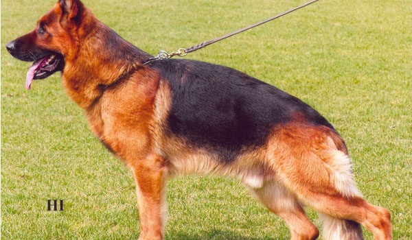 Janos von der Noriswand