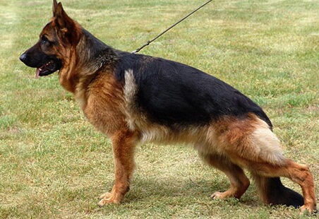 Zearo vom Zellwaldrand