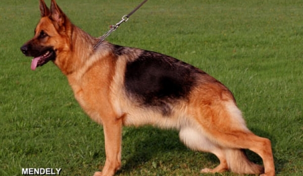 Eviva vom Bad Wäldle