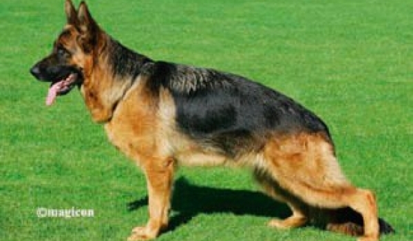 Issy vom Suentelstein