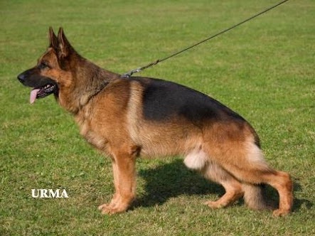 Yukon von der Bastillie