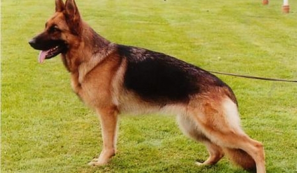 Warinka von der Burg Hausbrünn