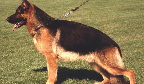 Fango von der hohen Erle