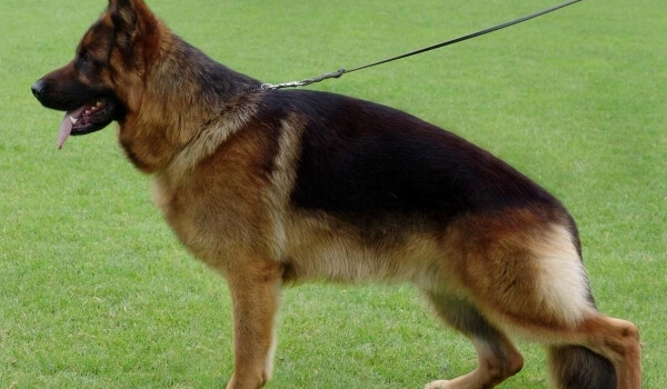 Shicco von der Freiheit Westerholt