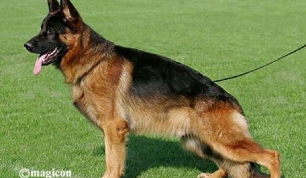 Arko vom Butjenter Land