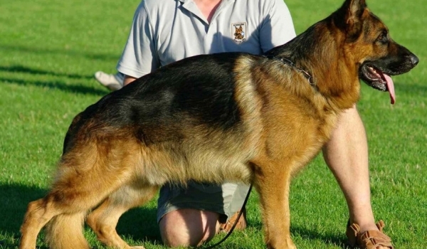 Dux von der Glockenheide