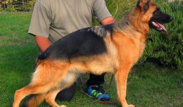 Cisna vom Kahler See