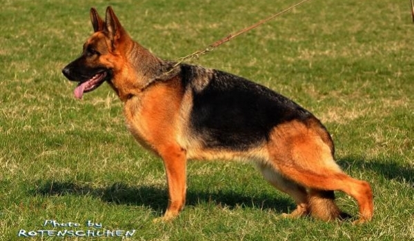 Simba von Panoniansee