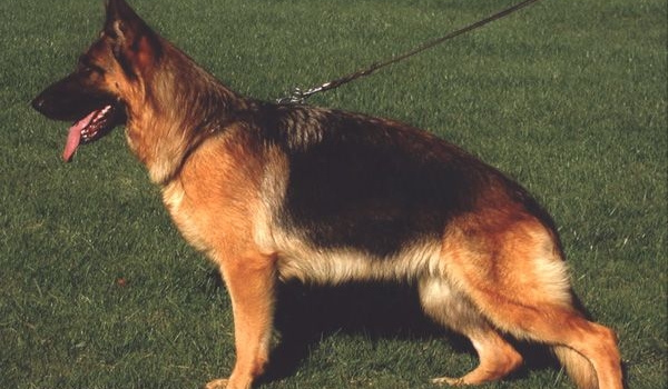 Kamilla vom Römerland