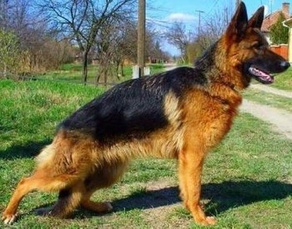 Betti vom Wildsteiger Landhaus