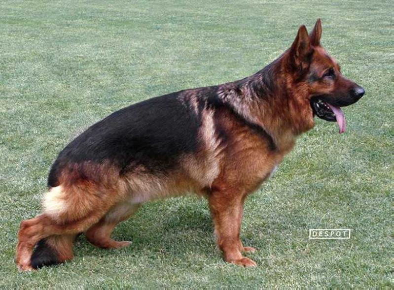 Figo von der Orangerie