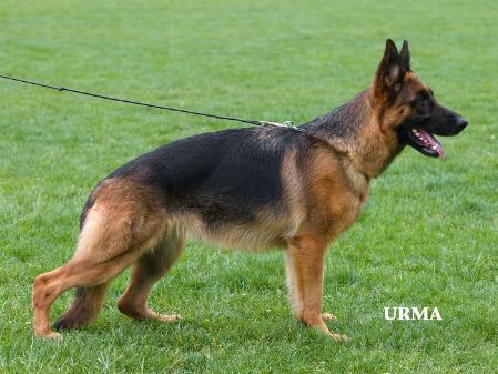 Djona vom FREESE LAND