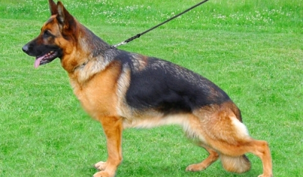 Iris von Trafalga (Ost)