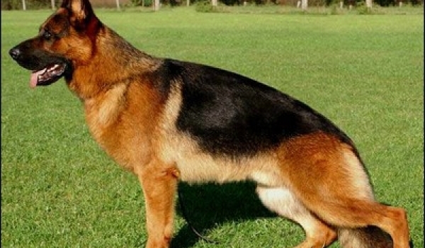 Sony von der Neudenauer Holzsteige