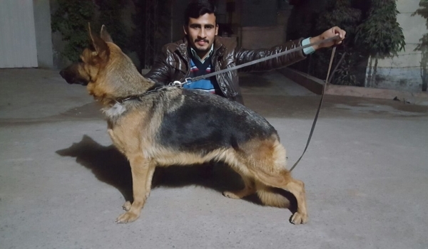 Roma vom Ravizwinger