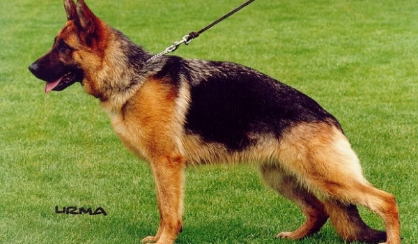 Lilskaans Never Give Up