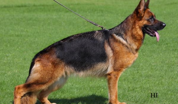 Wendy von der Piste Trophe