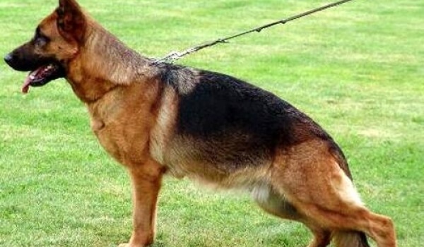 Nala vom Holtkamper See