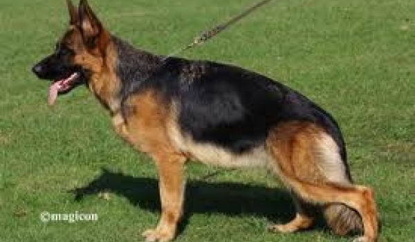 Milla vom Kuckucksland