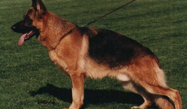 Esko vom Dänischen Hof