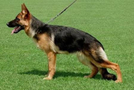 Gracie vom Wildsteiger Land