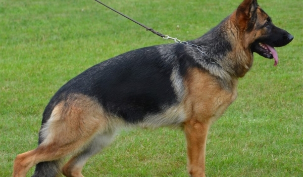 Queen von der Wiehenallee