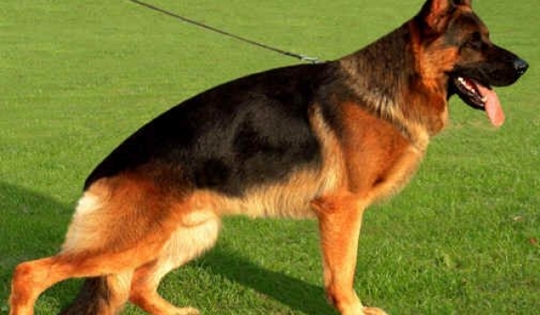 Rocky vom Haus Tepferd