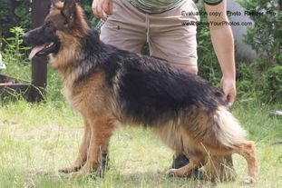 Rula vom Schwarzwald