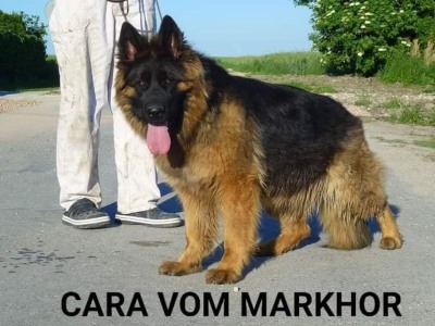 Cleo z Atlantis Dogs