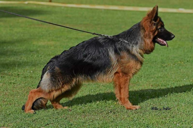 Hanny von der Kupferhalde