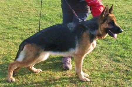 Pirie vom Haus Dexel