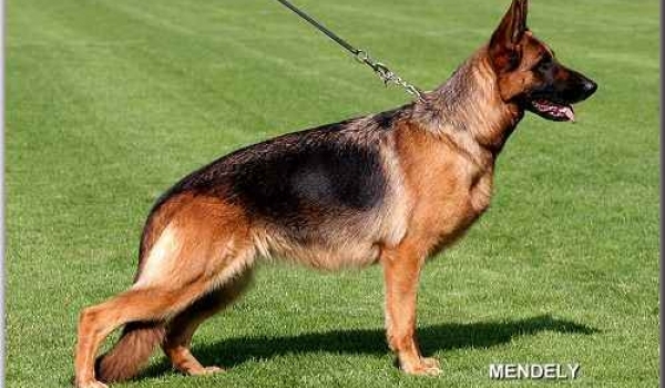 Riva von der Konigsgarde