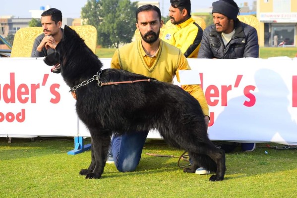 Brody vom Black Panther