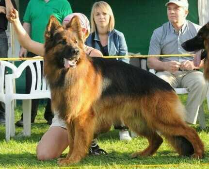 CASTOR z Peletonu Skorpiona