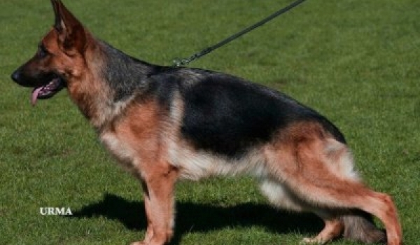 Yakimo vom Feuermelder