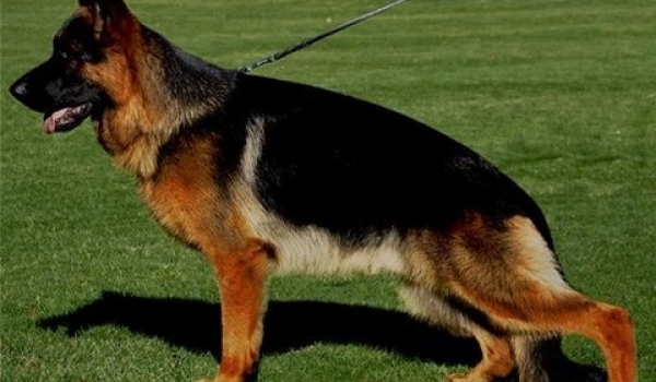 Yugo vom Altenberger Land