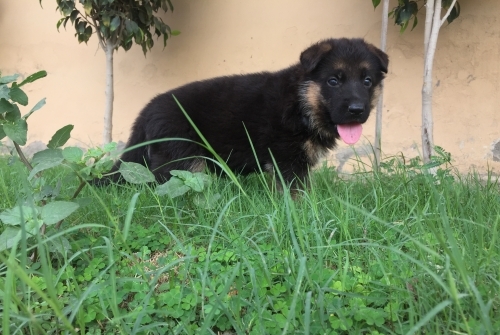 Chevy vom PMZ KENNEL