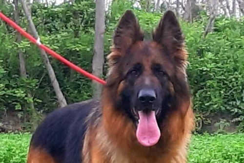 Annie vom Kashmir Hills