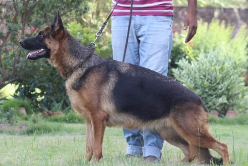 Salome vom Ravizwinger 