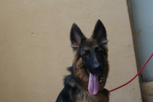 Leon vom Kashmir Hills