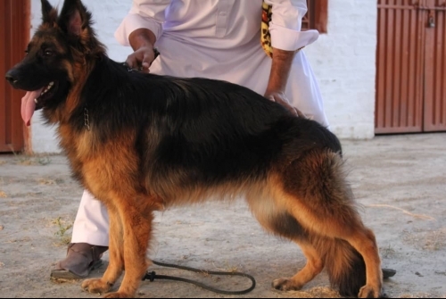 A-Catherina vom Mount Atlanta Wolfs