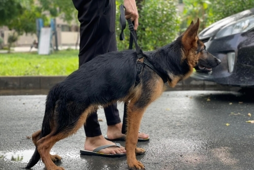 Asap vom Royal Sargodha Shepherd