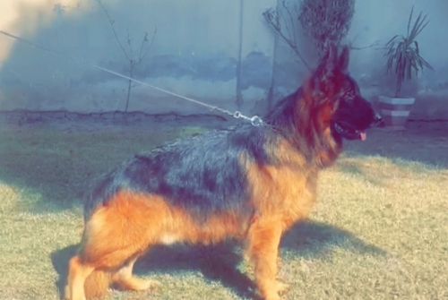 Fl-Dorado vom Royal Sargodha Shepherd